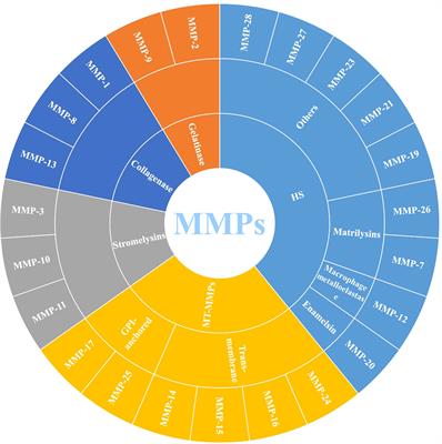 Targeting matrix metalloproteases: A promising strategy for herbal medicines to treat rheumatoid arthritis